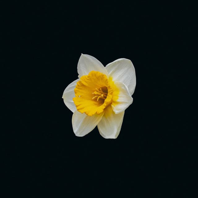 DAFFODIL